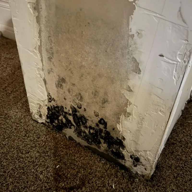 Professional Mold Removal in Montague County, TX